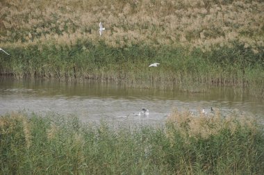 Doğal ortamda güzel kuş Larus ridibundus (Kara başlı Martı)