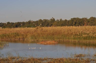 Doğal ortamda güzel kuş Larus ridibundus (Kara başlı Martı)