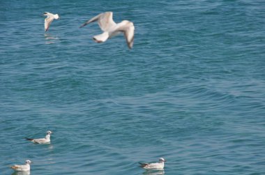 Doğal ortamda güzel kuş Larus ridibundus (Kara başlı Martı)