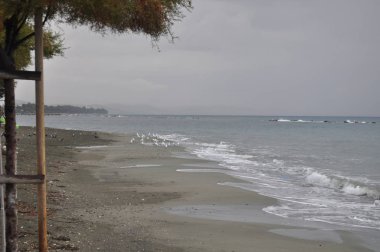 Doğal ortamda güzel kuş Larus ridibundus (Kara başlı Martı)