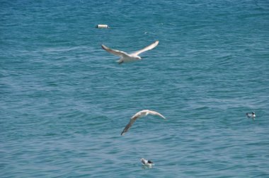 Doğal ortamda güzel kuş Larus ridibundus (Kara başlı Martı)