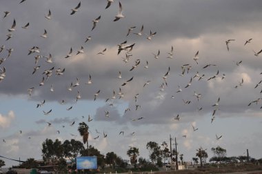 Doğal ortamda güzel kuş Larus ridibundus (Kara başlı Martı)