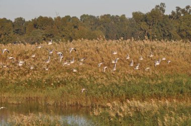 Doğal ortamda güzel kuş Larus ridibundus (Kara başlı Martı)