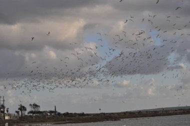 Doğal ortamda güzel kuş Larus ridibundus (Kara başlı Martı)