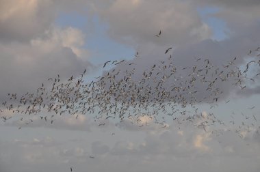 Doğal ortamda güzel kuş Larus ridibundus (Kara başlı Martı)