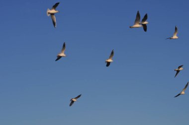 Doğal ortamda güzel kuş Larus ridibundus (Kara başlı Martı)