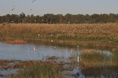 Doğal ortamda güzel kuş Larus ridibundus (Kara başlı Martı)
