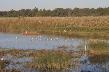Doğal ortamda güzel kuş Larus ridibundus (Kara başlı Martı)