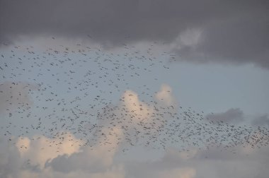 Doğal ortamda güzel kuş Larus ridibundus (Kara başlı Martı)