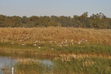 Doğal ortamda güzel kuş Larus ridibundus (Kara başlı Martı)
