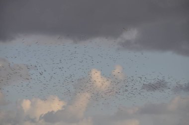Doğal ortamda güzel kuş Larus ridibundus (Kara başlı Martı)