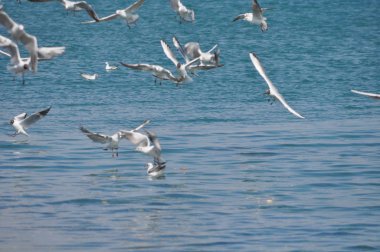Doğal ortamda güzel kuş Larus ridibundus (Kara başlı Martı)