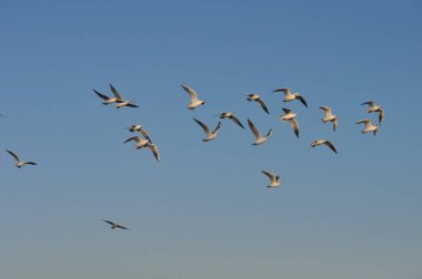 Doğal ortamda güzel kuş Larus ridibundus (Kara başlı Martı)