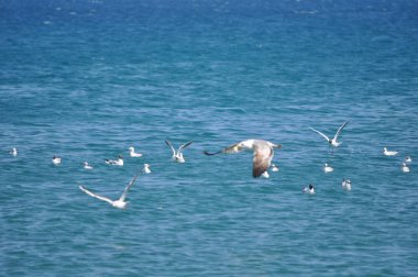 Doğal ortamda güzel kuş Larus ridibundus (Kara başlı Martı)