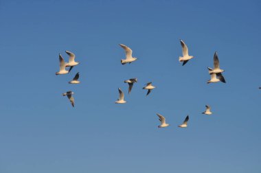 Doğal ortamda güzel kuş Larus ridibundus (Kara başlı Martı)