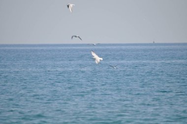 Doğal ortamda güzel kuş Larus ridibundus (Kara başlı Martı)