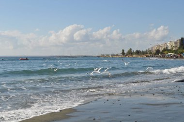 Doğal ortamda güzel kuş Larus ridibundus (Kara başlı Martı)