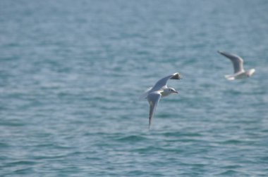 Doğal ortamda güzel kuş Larus ridibundus (Kara başlı Martı)
