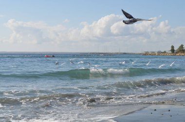 Doğal ortamda güzel kuş Larus ridibundus (Kara başlı Martı)