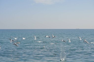 Doğal ortamda güzel kuş Larus ridibundus (Kara başlı Martı)