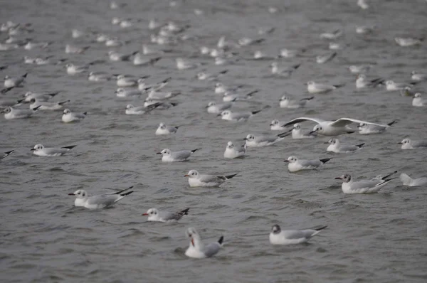 Hermoso Pájaro Larus Ridibundus Gaviota Cabeza Negra Entorno Natural —  Fotos de Stock