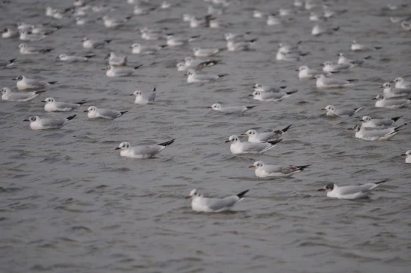 Hermoso Pájaro Larus Ridibundus Gaviota Cabeza Negra Entorno Natural —  Fotos de Stock