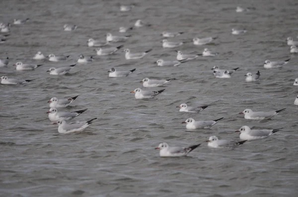 Hermoso Pájaro Larus Ridibundus Gaviota Cabeza Negra Entorno Natural —  Fotos de Stock