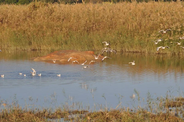 Hermoso Pájaro Larus Ridibundus Gaviota Cabeza Negra Entorno Natural —  Fotos de Stock