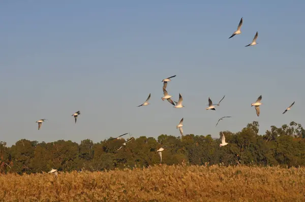 Красива Птах Larus Рідібундуси Чорноголовий Чайка Природному Середовищі — стокове фото