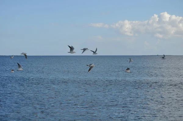 Прекрасная Птица Larus Ridibundus Черноголовая Чайка Природной Среде — стоковое фото