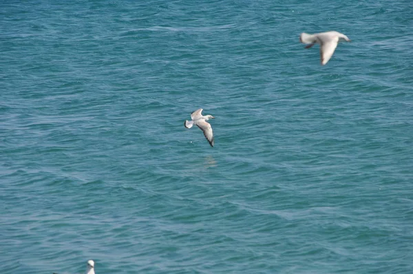 Krásný Pták Larus Ridibundus Racek Černohlavý Přírodním Prostředí — Stock fotografie