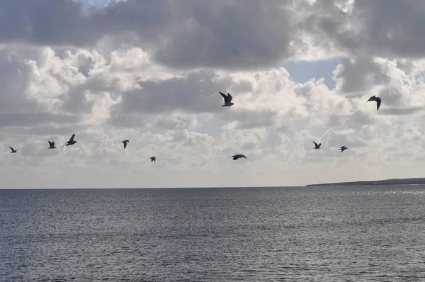 Прекрасная Птица Larus Ridibundus Черноголовая Чайка Природной Среде — стоковое фото