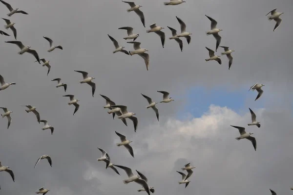 Belo Pássaro Larus Ridibundus Gaivota Cabeça Preta Ambiente Natural — Fotografia de Stock