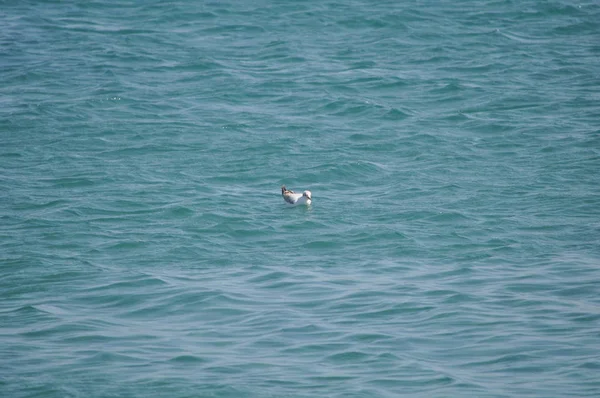 Bel Oiseau Larus Ridibundus Mouette Tête Noire Dans Milieu Naturel — Photo