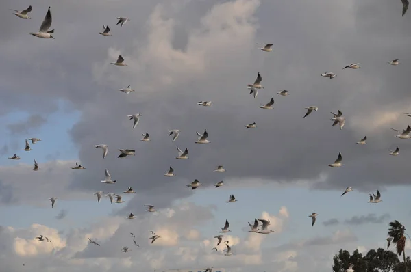 自然环境中美丽的鸟拉鲁斯 德拉迪本杜斯 黑头鸥 — 图库照片