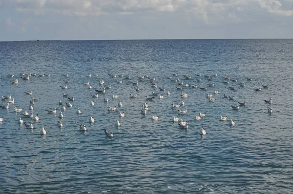 Szép Madár Larus Ridibundus Feketefejű Sirály Természeti Környezet — Stock Fotó