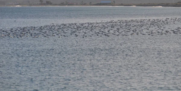 Hermoso Pájaro Larus Ridibundus Gaviota Cabeza Negra Entorno Natural —  Fotos de Stock