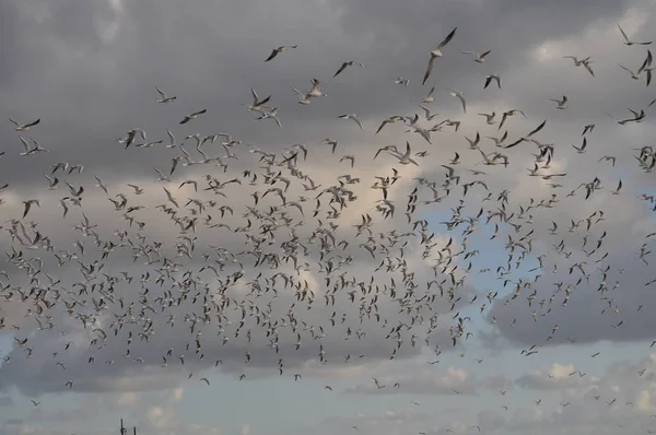 Belo Pássaro Larus Ridibundus Gaivota Cabeça Preta Ambiente Natural — Fotografia de Stock