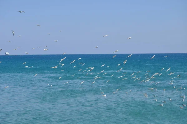 Szép Madár Larus Ridibundus Feketefejű Sirály Természeti Környezet — Stock Fotó