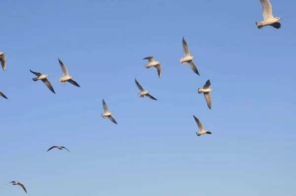 Bel Oiseau Larus Ridibundus Mouette Tête Noire Dans Milieu Naturel — Photo