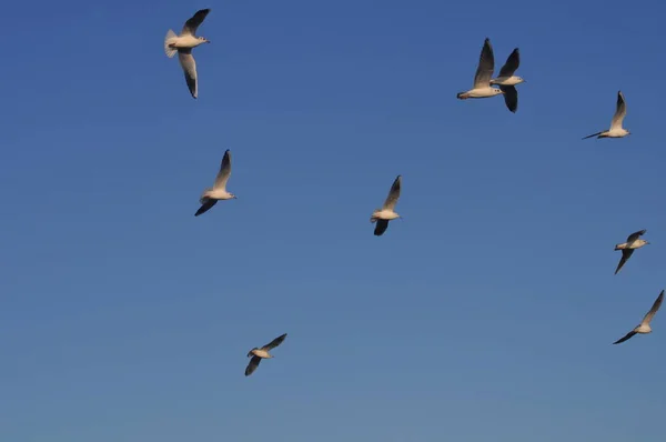 Der Schöne Vogel Larus Ridibundus Schwarzkopfmöwe Der Natürlichen Umgebung — Stockfoto