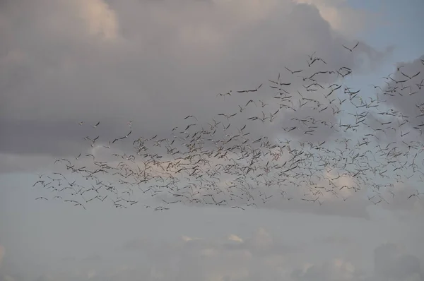 Bellissimo Uccello Larus Ridibundus Gabbiano Dalla Testa Nera Nell Ambiente — Foto Stock