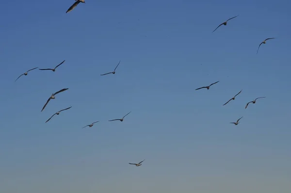 Bel Oiseau Larus Ridibundus Mouette Tête Noire Dans Milieu Naturel — Photo