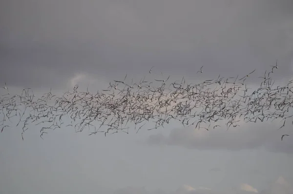 Bellissimo Uccello Larus Ridibundus Gabbiano Dalla Testa Nera Nell Ambiente — Foto Stock