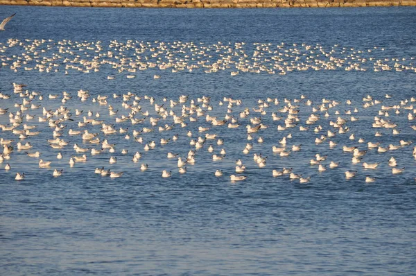 Красива Птах Larus Рідібундуси Чорноголовий Чайка Природному Середовищі — стокове фото