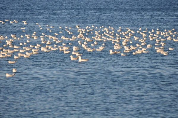 Красива Птах Larus Рідібундуси Чорноголовий Чайка Природному Середовищі — стокове фото