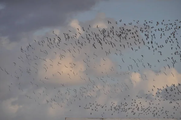 Belo Pássaro Larus Ridibundus Gaivota Cabeça Preta Ambiente Natural — Fotografia de Stock