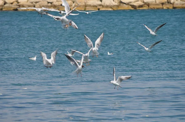 Hermoso Pájaro Larus Ridibundus Gaviota Cabeza Negra Entorno Natural — Foto de Stock