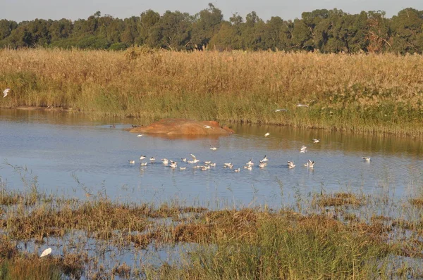 Doğal Ortamda Güzel Kuş Larus Ridibundus Kara Başlı Martı — Stok fotoğraf