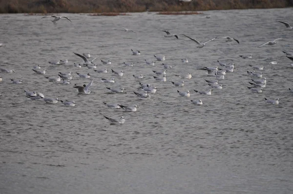 Hermoso Pájaro Larus Ridibundus Gaviota Cabeza Negra Entorno Natural —  Fotos de Stock